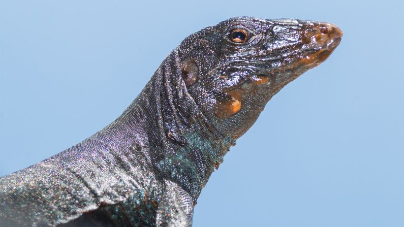 Without their rat predators, the island's endemic lizards have also bounced back. Populations of the critically endangered Redonda ground dragon (pictured) have increased 13-fold since 2017, according to researchers.