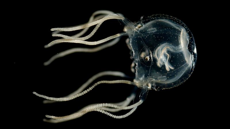 Las medusas de caja del Caribe no tienen sistema nervioso central ni cerebro, pero los animales pueden aprender, sugiere un estudio