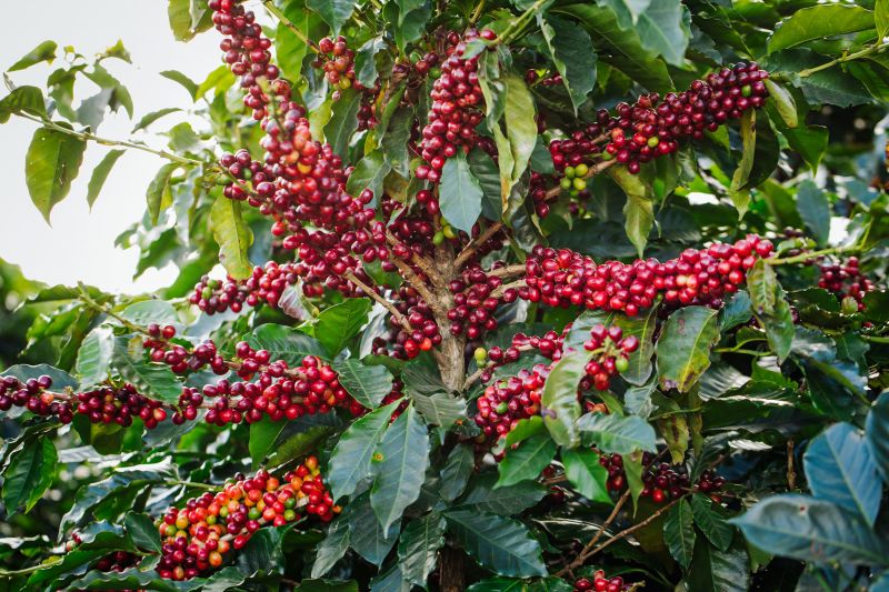 Revolutionary Starbucks Scientists Unveil Climate-Proof Coffee Innovation