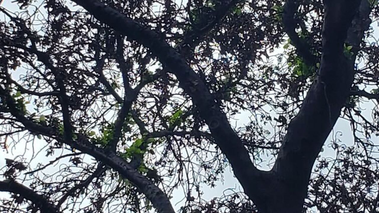 Maui's historical Banyan tree is growing new leaves after being charred in wildfires.