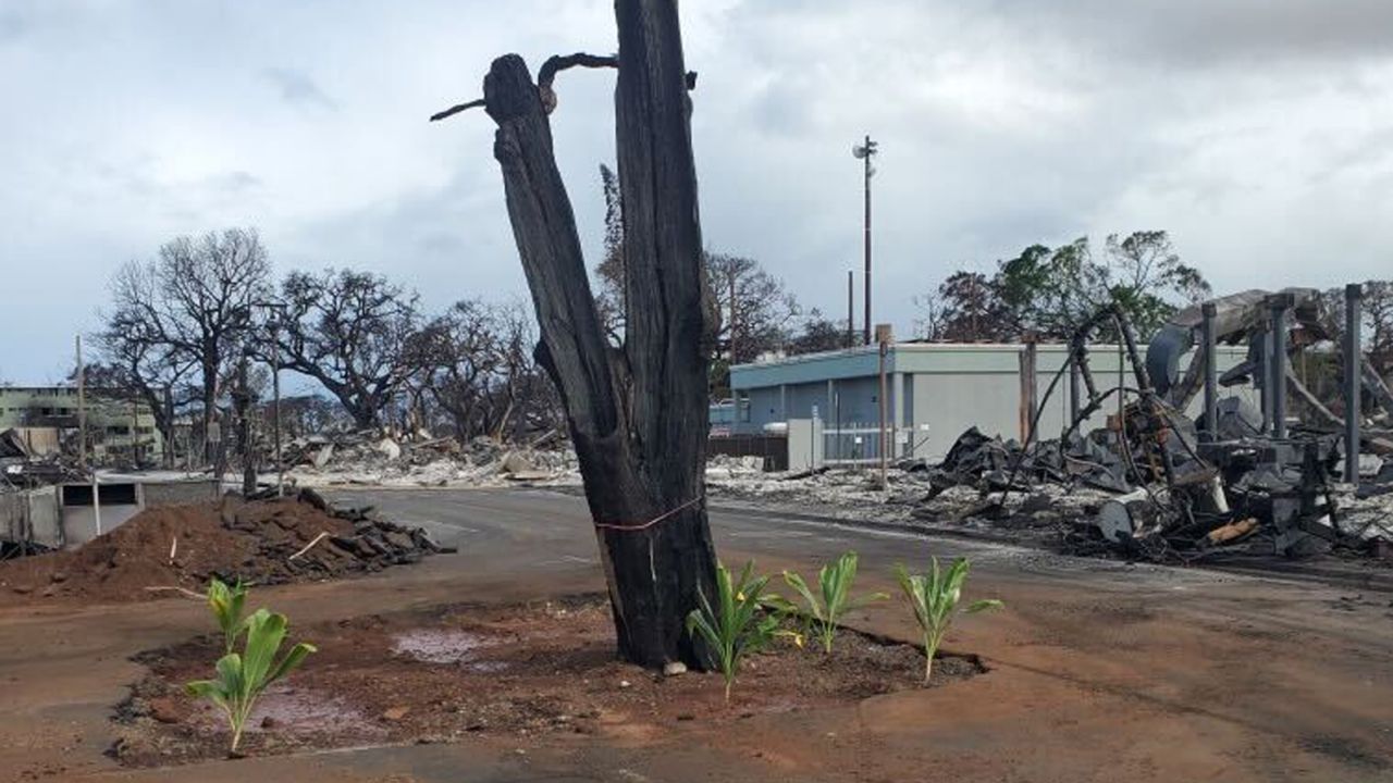 Un árbol Kumu 'ulu carbonizado por los incendios forestales de Maui.