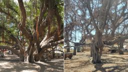 From left, the banyan tree in Lahaina, Hawaii is pictured in 2011 and 2023.