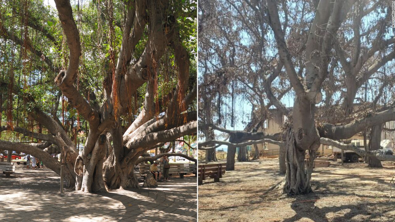 Maui's 150yearold banyan tree showing green after being charred by