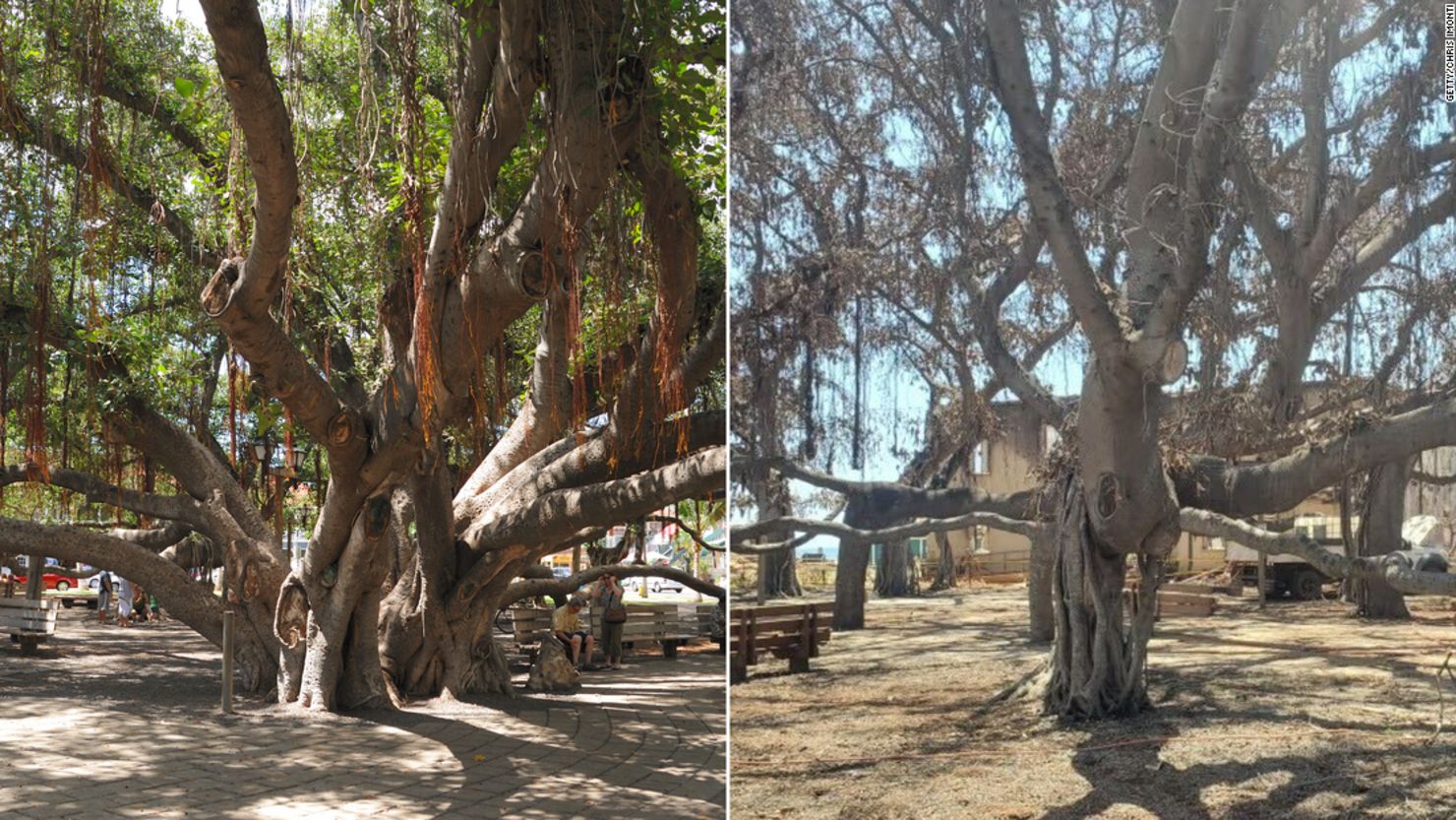 From left, the banyan tree in Lahaina, Hawaii, is pictured in 2011 and 2023.