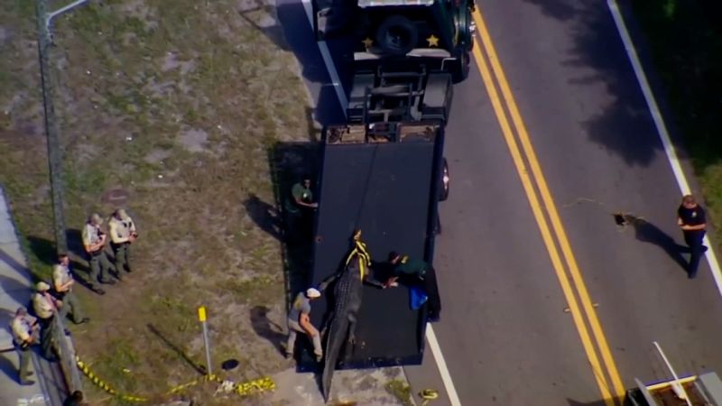 41-year-old Woman Found Dead After Florida Alligator Is Spotted With A ...