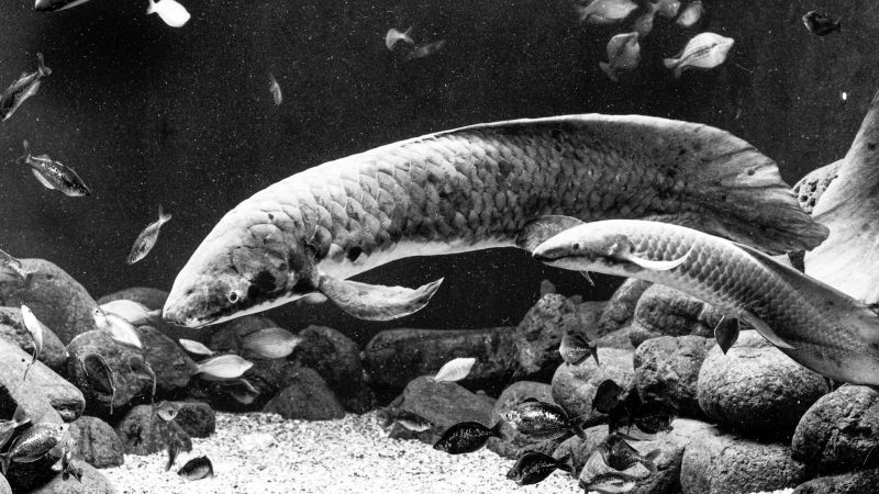 Meet the oldest fish in an aquarium