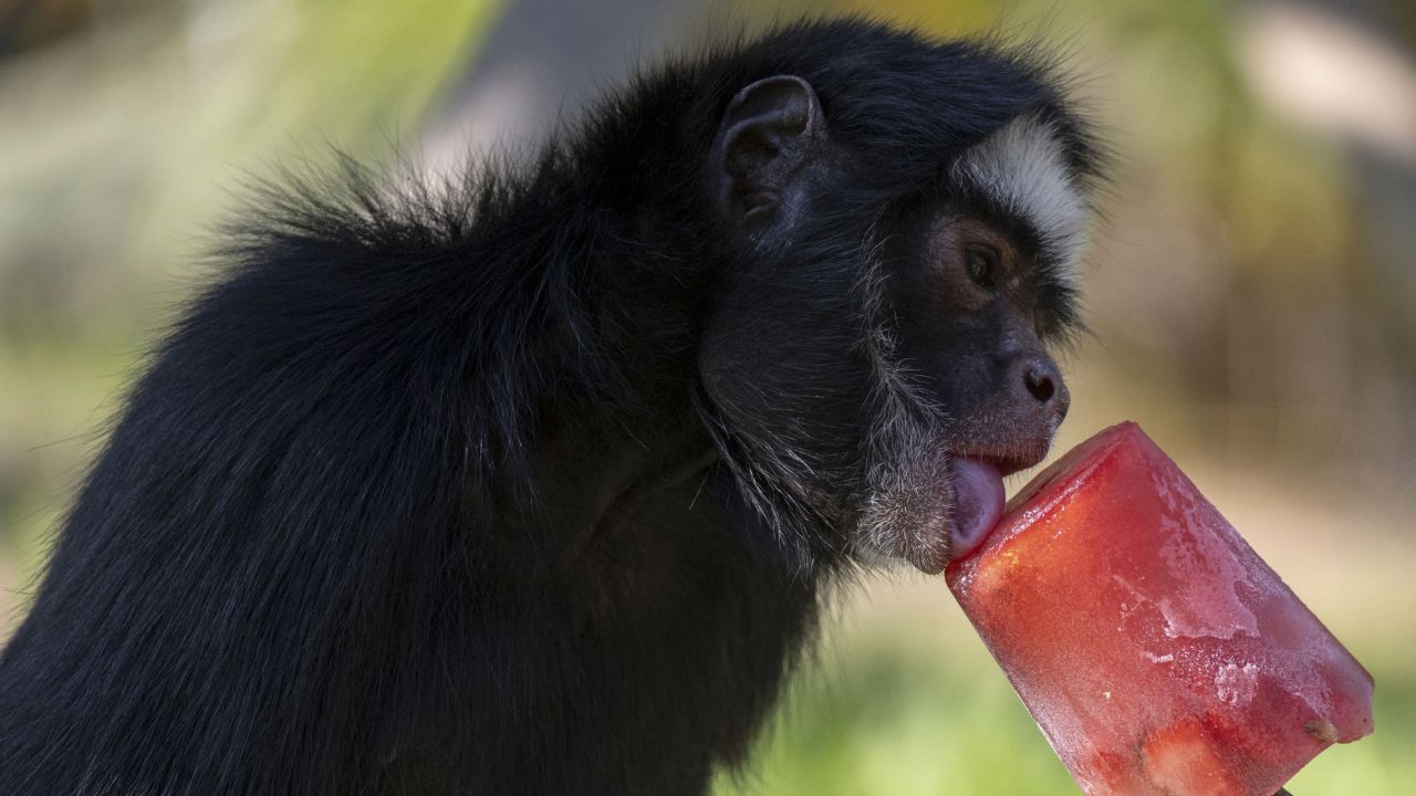 A spider monkey licks a fruit popsicle during the heat wave at Rio BioPark Zoo in Rio de Janeiro, Brazil, on September 22. 