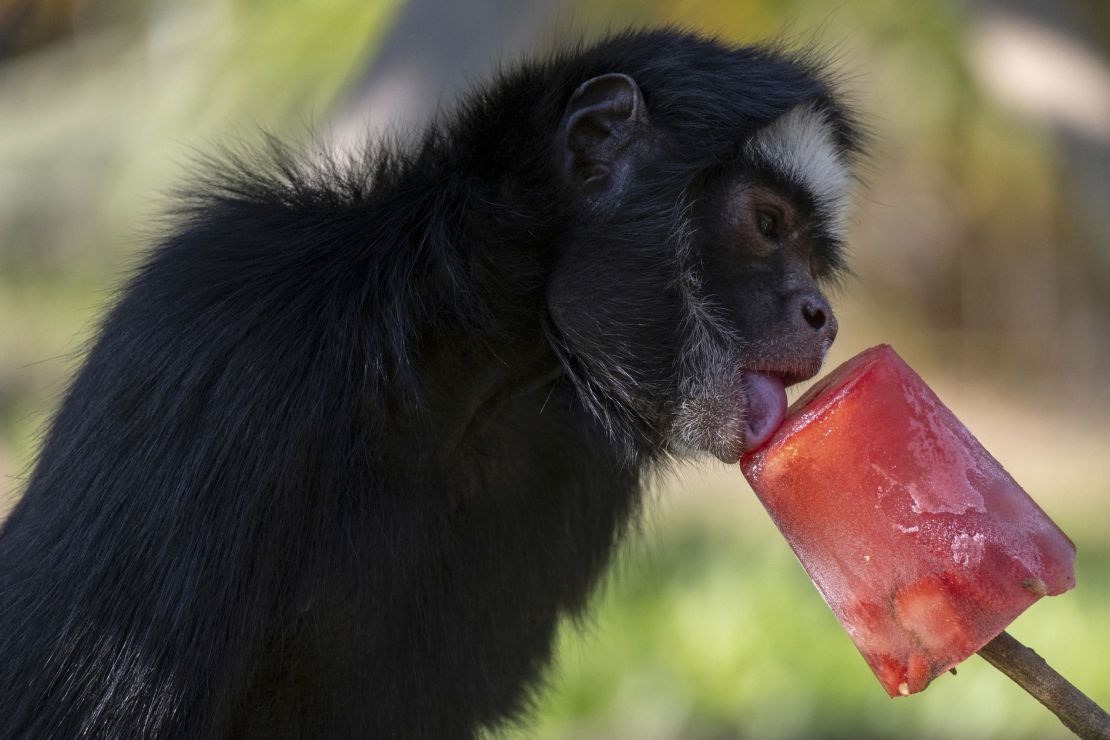 A spider monkey licks a fruit popsicle during the heat wave at Rio BioPark Zoo in Rio de Janeiro, Brazil, on September 22. 
