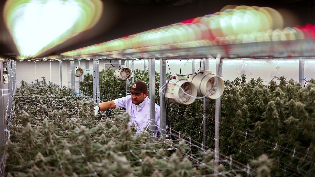 An indoor cannabis farm in Bangkok.