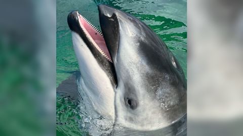 Li'i dolphin seaworld