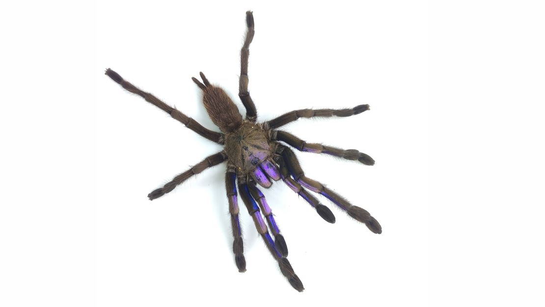 This amazing blue tarantula is a new spider species—but did researchers  break the law when they studied it?, Science