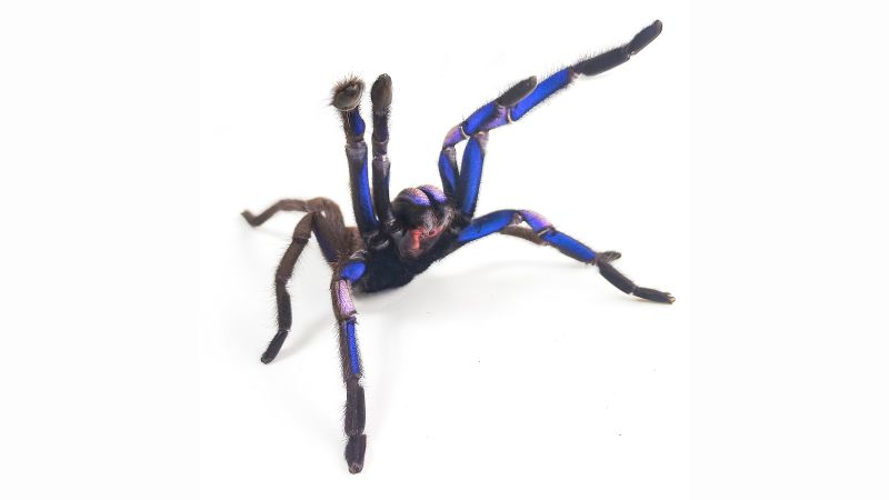 Видове електрически сини тарантули, открити в Тайланд