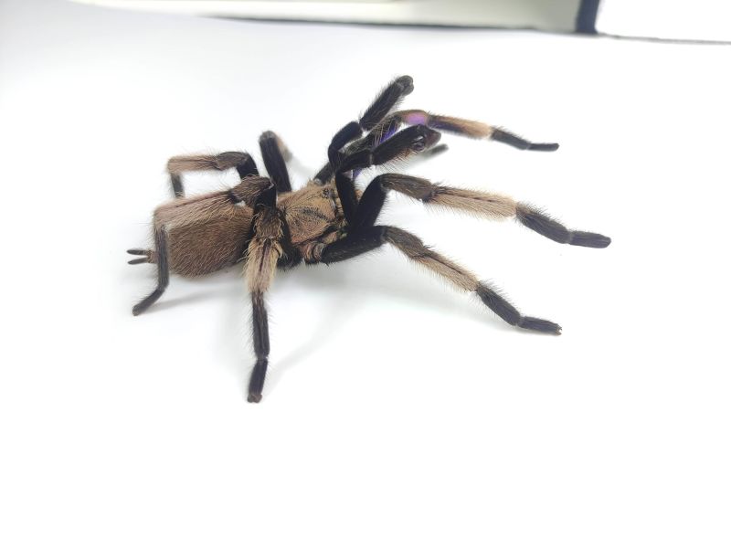 Electric Blue Tarantula Species Discovered In Thailand | CNN