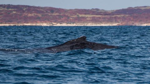 Humpback Whales spotted at Woodside's dredging site for Burrup Hub in this image supplied by Greenpeace.