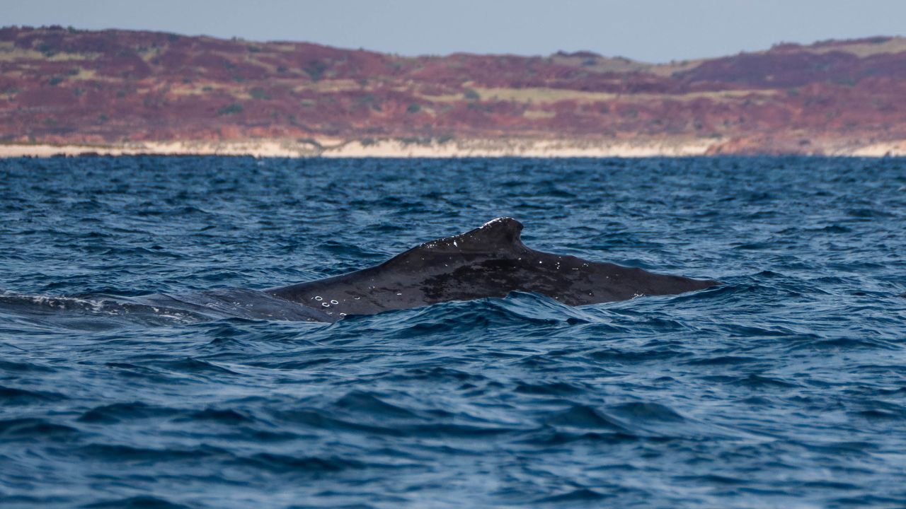 Humpback whales at Woodside Energy's dredging site for Burrup Hub.
