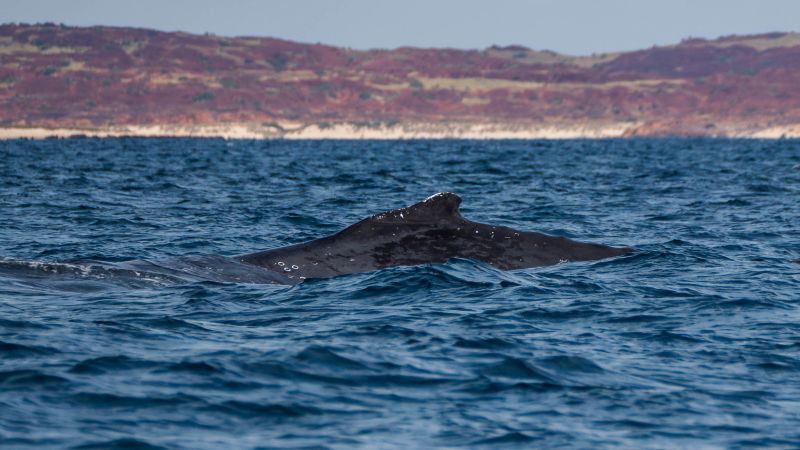 NextImg:Seismic blasting for gas project threatens whales off Australia's coast, activists say | CNN