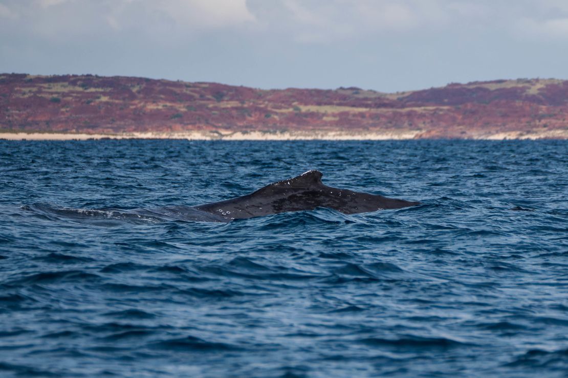 Humpback whales at Woodside Energy's dredging site for Burrup Hub.