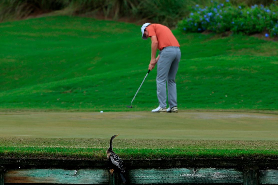 PONTE VEDRA BEACH, FL - SEPTEMBER 28:  A  bird perches on the edge of a green and looks on during the third round of the Web.com Tour Championship held on the Dye's Valley Course at TPC Sawgrass on September 28, 2013 in Ponte Vedra Beach, Florida.  (Photo by Michael Cohen/Getty Images)