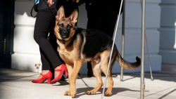 In this March 2022 photo, Commander, the dog of President Joe Biden, is taken for 