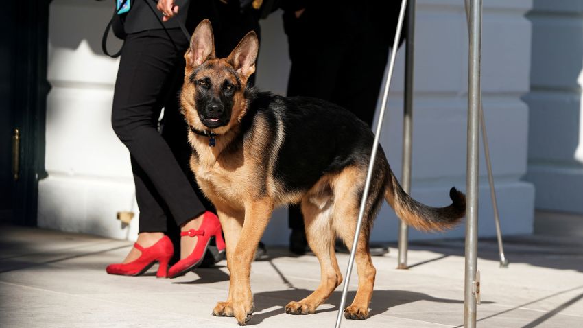 In this March 2022 photo, Commander, the dog of President Joe Biden, is taken for a walk at the White House in Washington, DC.