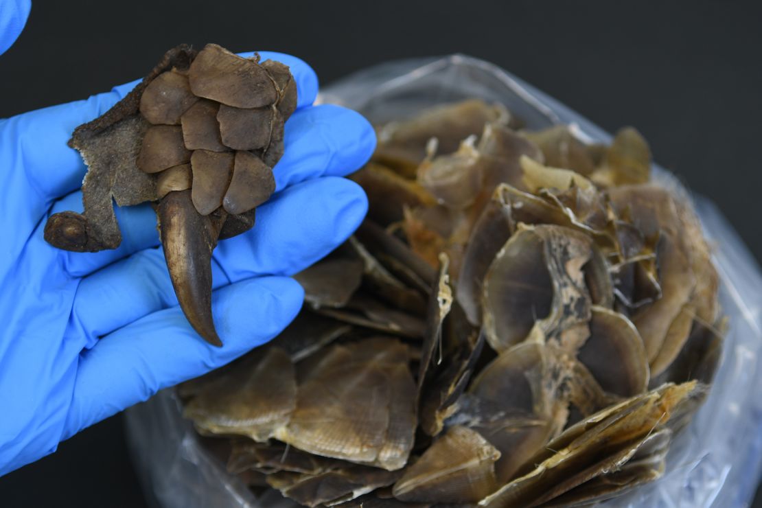 An analysis of contraband pangolin scales revealed genetic markers not seen in known species, researchers said. The newly discovered pangolin was named Manis mysteria.