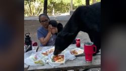black bear picnic thumbnail