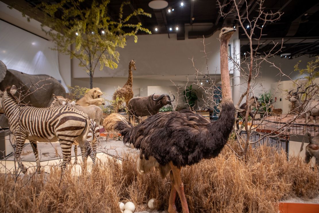 More than 130 taxidermied animals in a South Dakota museum were found ...