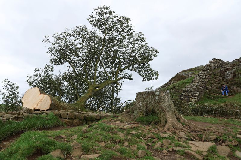 16 year old boy arrested after famous British tree deliberately cut down