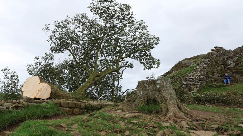 General view of the Sycamore Gap tree that was felled, in Northumberland, Britain, September 28, 2023. REUTERS/Lee Smith