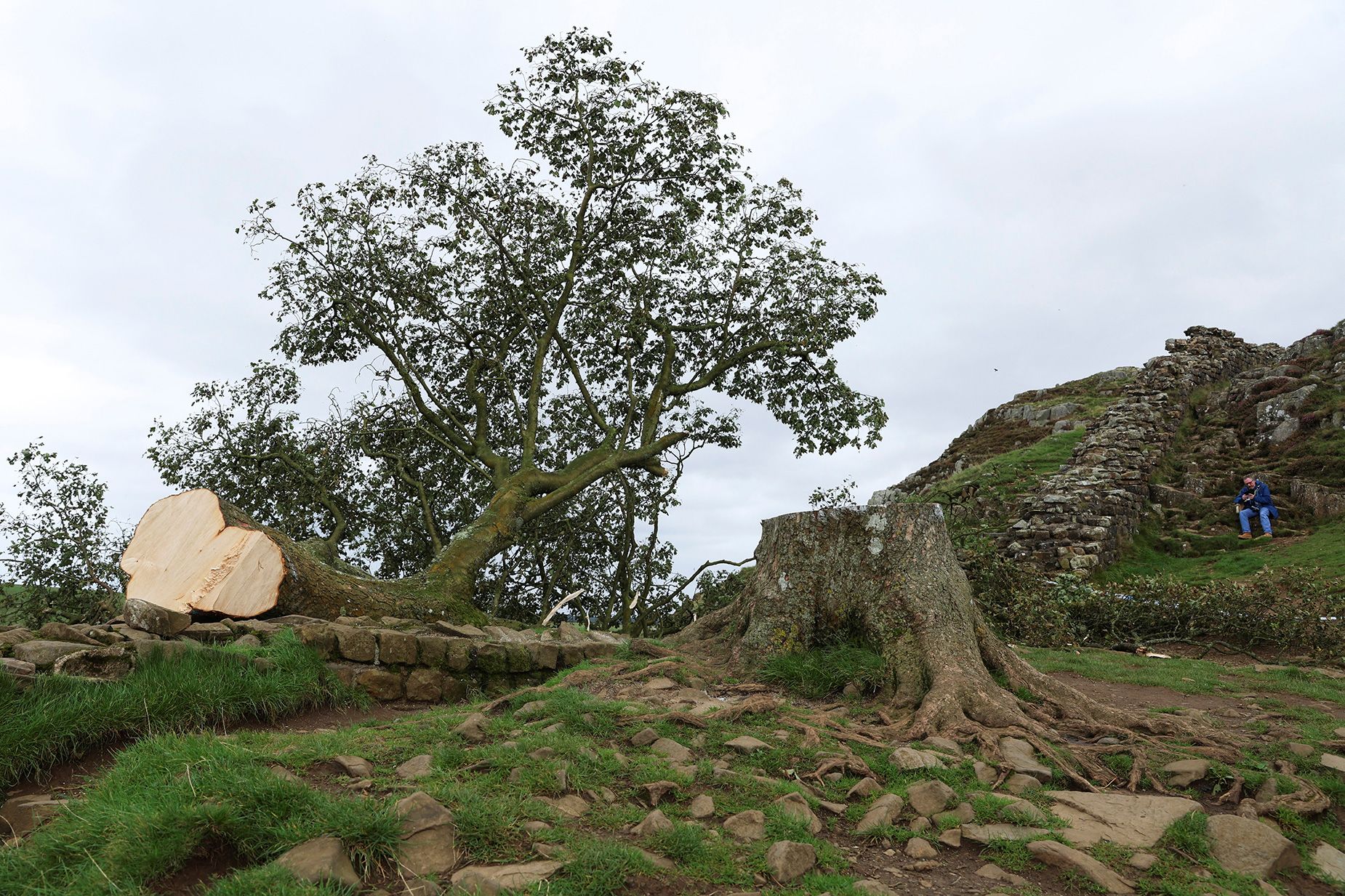 Sycamore Gap: Teen arrested after 200-year-old Hadrian's Wall tree