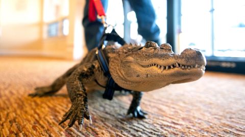 In this Jan. 14, 2019, photo Wally, an emotional support alligator, walks into the SpiriTrust Lutheran Village at Sprenkle Drive in York, Pa. (Ty Lohr/York Daily Record via AP)