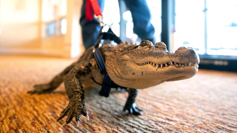 Philadelphia Phillies: Emotional support alligator Wally has been banned from the baseball stadium, but the owner is still hoping for a happy ending