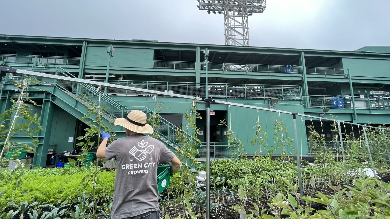 Haley Bergeron harvests cherry tomatoes in the shadow of iconic Fenway Park.