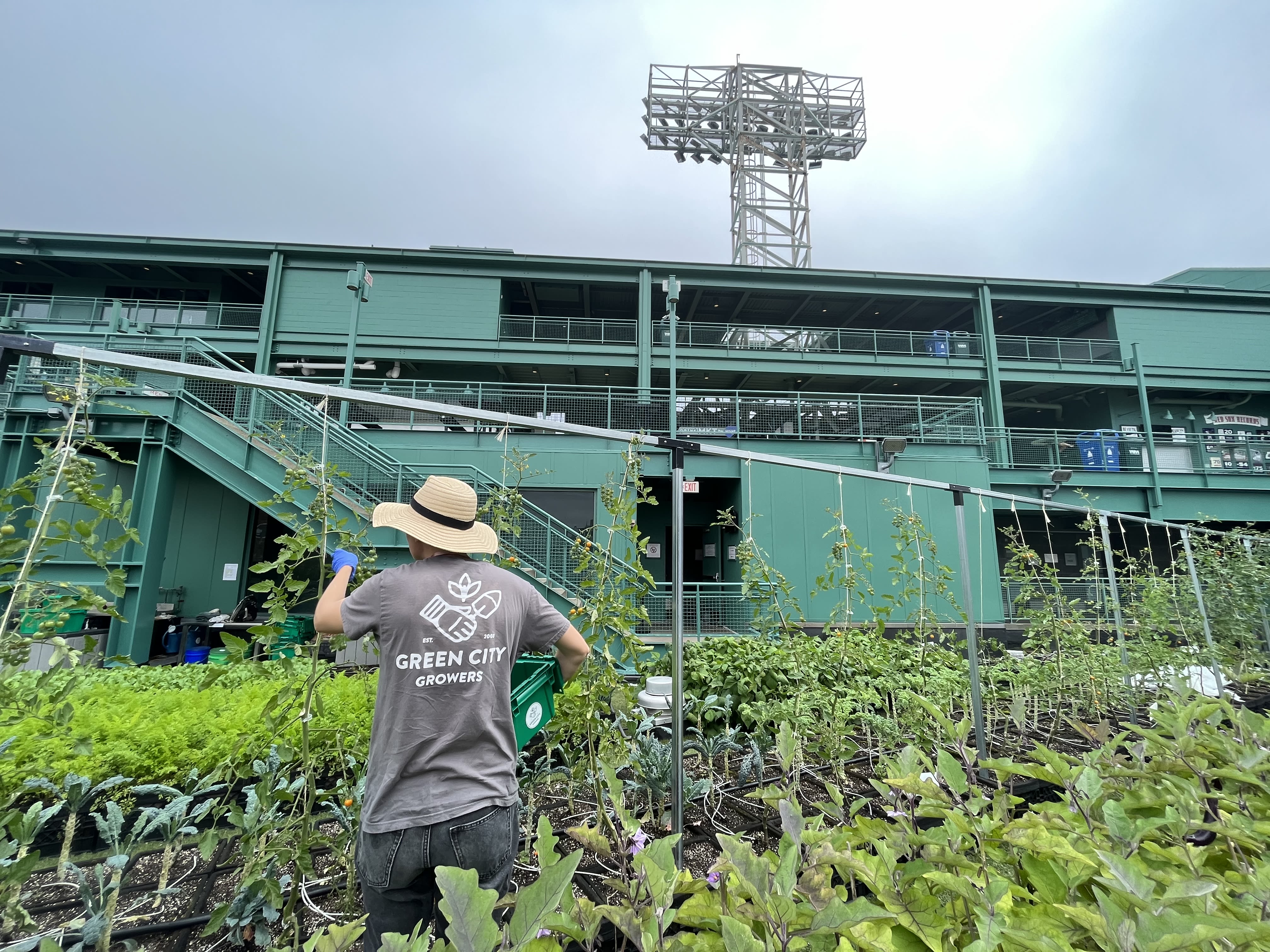 Fenway Farms: On the roof of an iconic sports venue, this urban farm in  Boston can grow 6,000 pounds of produce a year