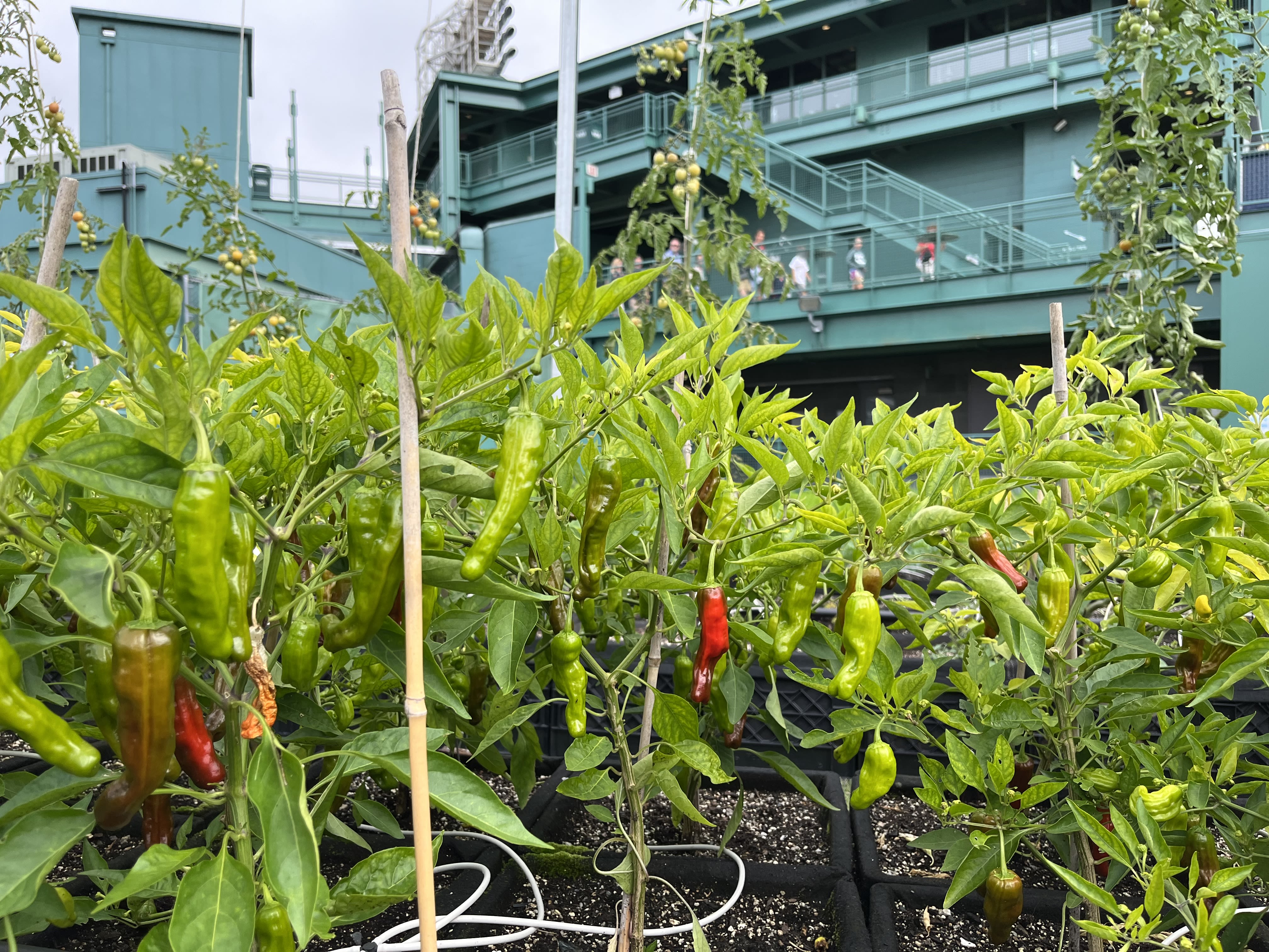 Fenway Farms: On the roof of an iconic sports venue, this urban farm in  Boston can grow 6,000 pounds of produce a year