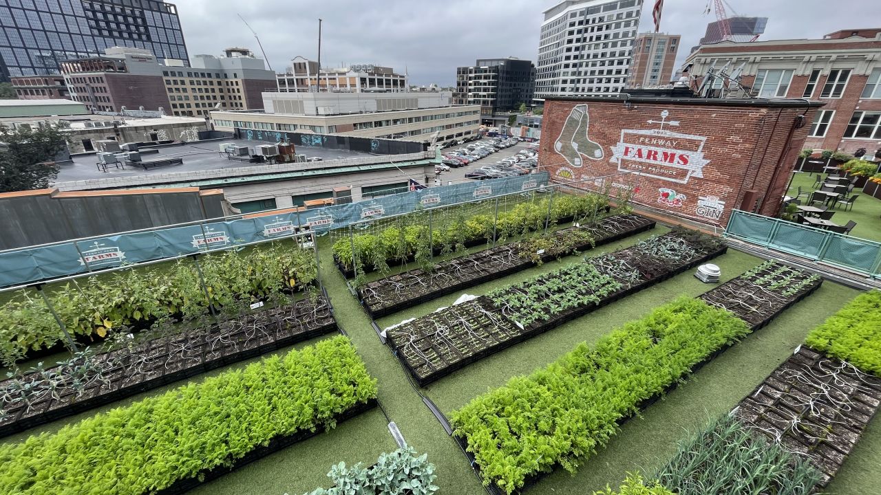 Fenway Farms is pictured here in late August 2023, when it was flush with eggplant, tomatoes, carrots, onions, multiple varieties of peppers, beets, greens such as kale and arugula, and herbs like basil.