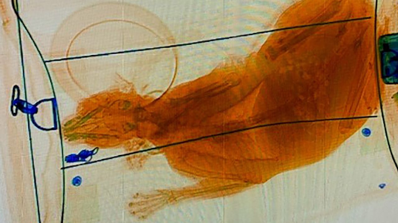 The Transportation Security Administration released this X-ray photo of a cat scanned inside a carry-on bag at Norfolk International Airport.