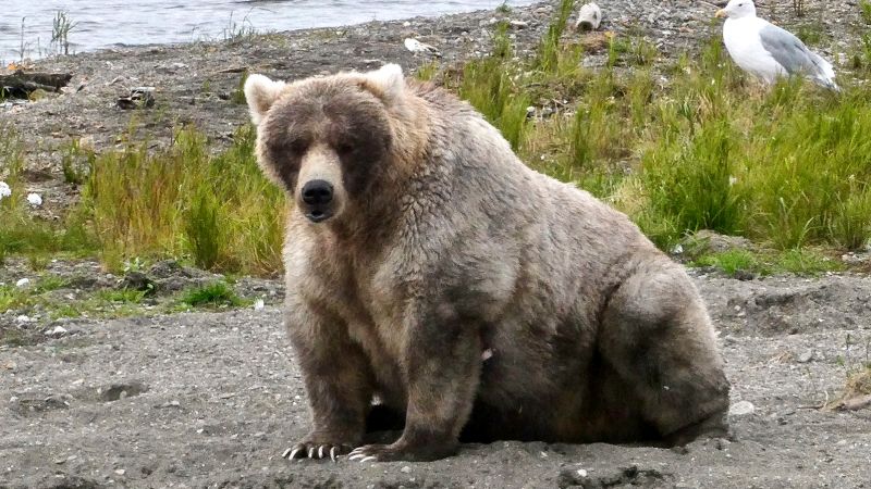 По-голямата част от националните паркове ще бъдат затворени и годишната Седмица на дебелите мечки ще бъде отменена, ако правителството спре работа, предупреждава администраторът на Байдън