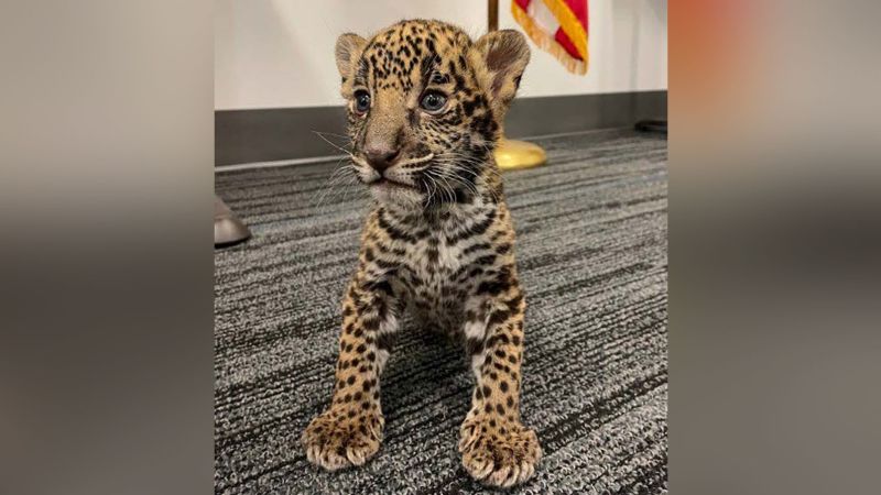 NextImg:Texas couple arrested for selling exotic cubs and violating the Big Cat Act, authorities say | CNN