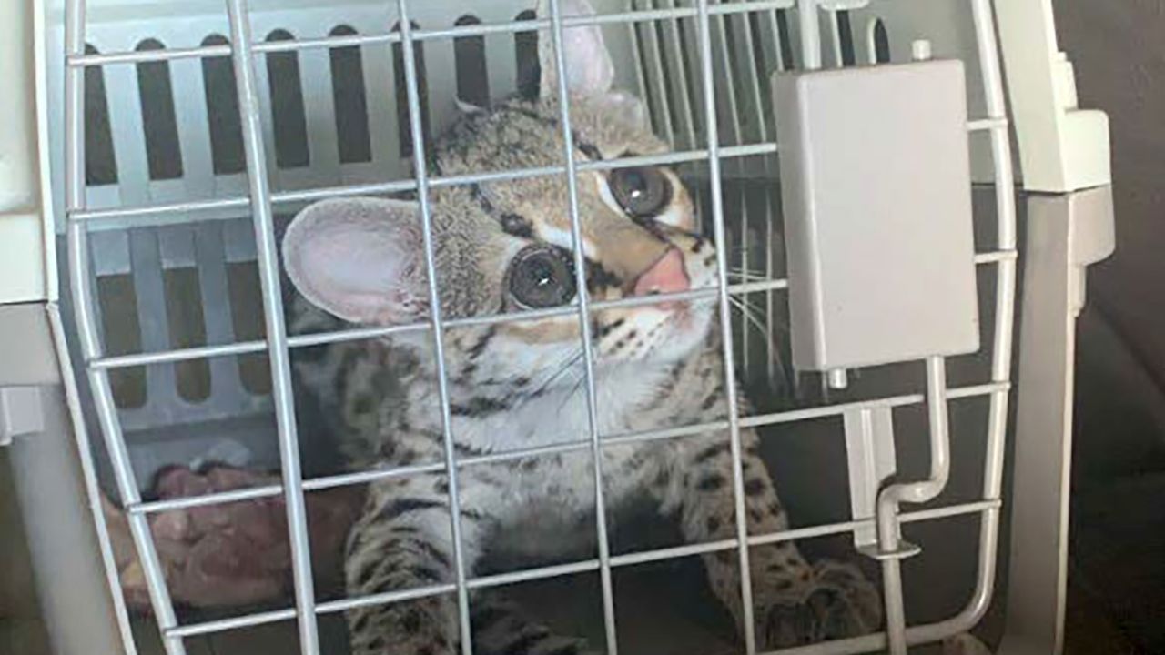 The margay cub Gutierrez-Galvan sold to an undercover agent on Aug 24.