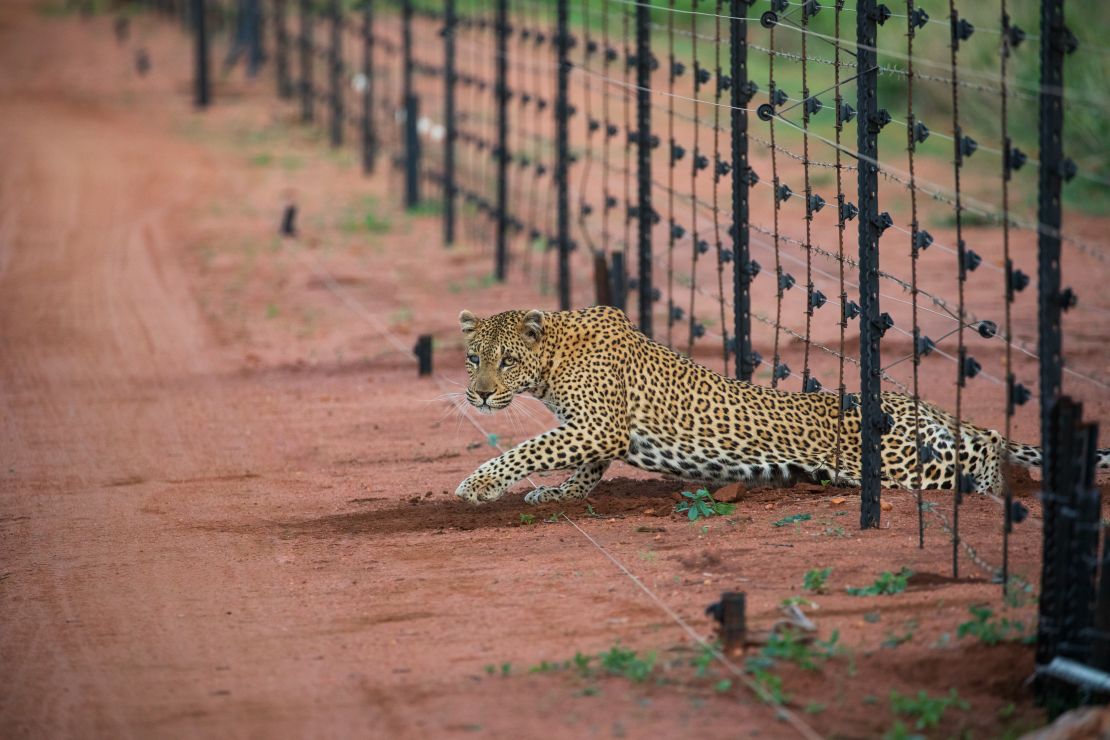 Leopards are interacting more with human structures and living space, causing conflict. Pictured, a leopard climbing through a fence in Hoedspruit, South Africa.