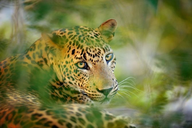 "Remembering Leopards" is the latest in a series of photo books from the Remembering Wildlife project, the profits of which go to conservation efforts. Started in 2016 by photographer Margot Ragget, the project has raised over £1 million ($1.2 million) so far. Pictured, a leopard in Yala National Park, Sri Lanka.
