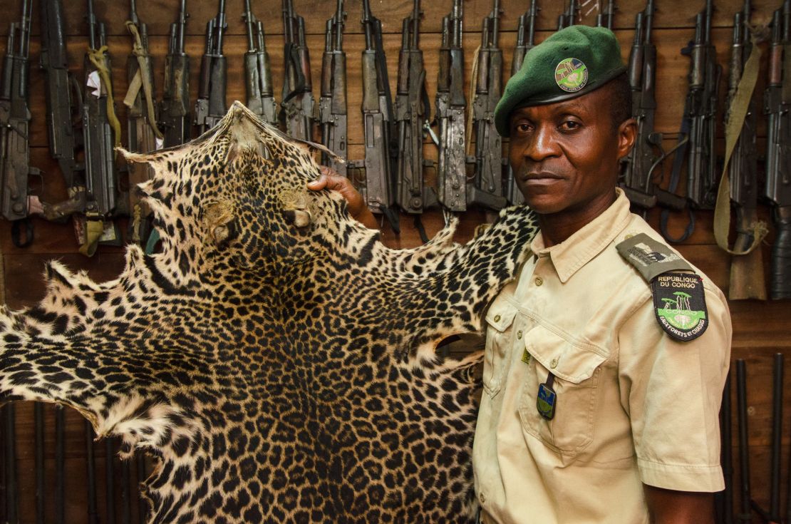 Rangers are tasked with confronting and preventing poachers from killing leopards, often for their fur. This pelt was confiscated in Odzala-Kokoua National Park, in the Republic of Congo.
