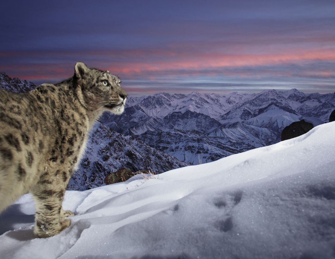 Leopards are notoriously hard to photograph due to their shy nature and often hard-to-reach habitats. This snow leopard was photographed in the mountains of<strong> </strong>Ladakh, India.