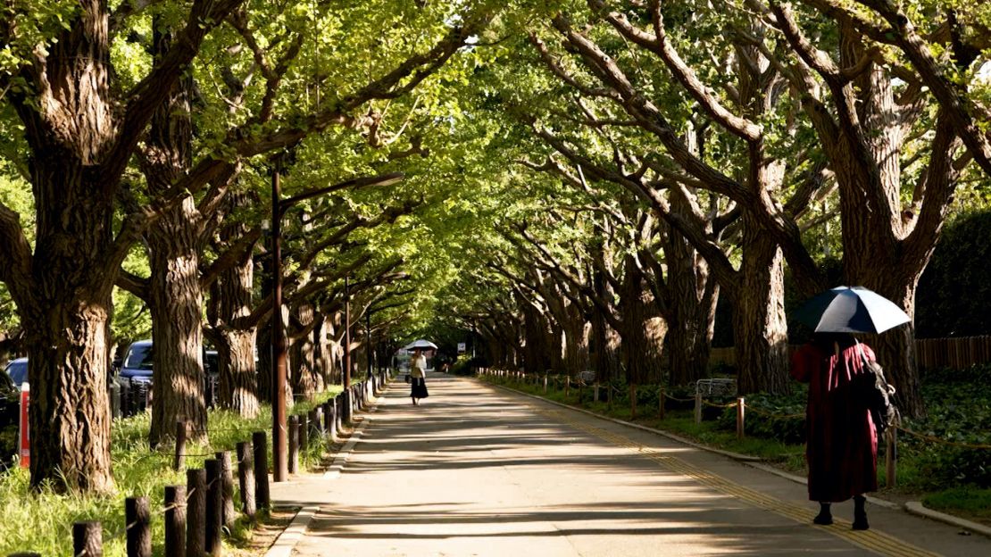 The 300-meter-long (984-foot) Ginkgo Avenue is lined with almost 150 ginkgo trees.