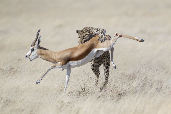 As a result of climate change and increased human activity, leopard habitats across Asia and Africa are shrinking. This hunt was photographed in Etosha National Park, Namibia.<br />