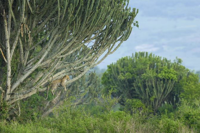 This photo was taken at Queen Elizabeth National Park, Uganda.