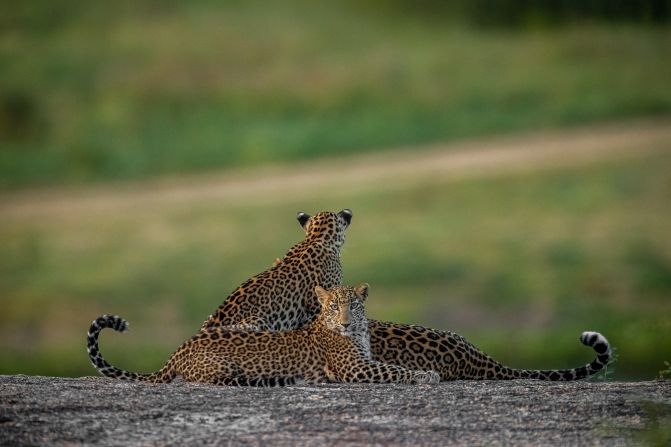 "I truly believe they are the most beautiful creatures ever to have evolved," says Ragget of leopards. This photo was taken in Jawai, Rajasthan, India.