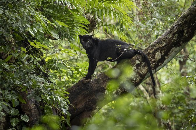 Leopards live in a diverse range of habitats, from mountain peaks in Russia to jungles in Sri Lanka. This black leopard was spotted in Kabini National Park, southern India.