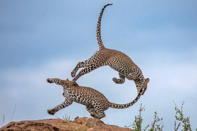 Most of the global leopard population is made up of the African sub-species, with a few hundred thousand living on the continent, according to Remembering Wildlife. Pictured, leopards in Samburu National Reserve, Kenya.